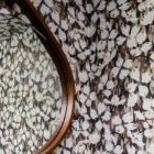 Dogwood - Julie - Image 3